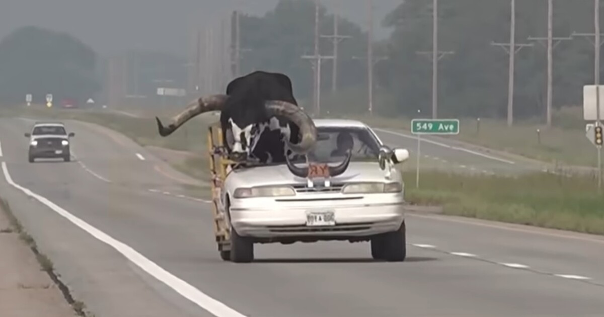 VIDEO: Američan vezl v autě býka s obřími rohy. Šokoval i policii