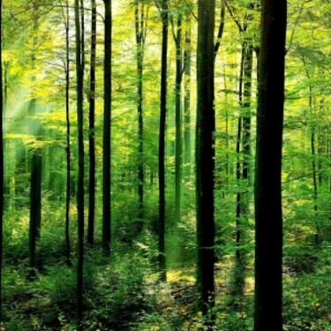 Koľko percent Slovenska tvoria lesy? V Strednej Európe sme v poradí druhá krajina po Rakúsku!