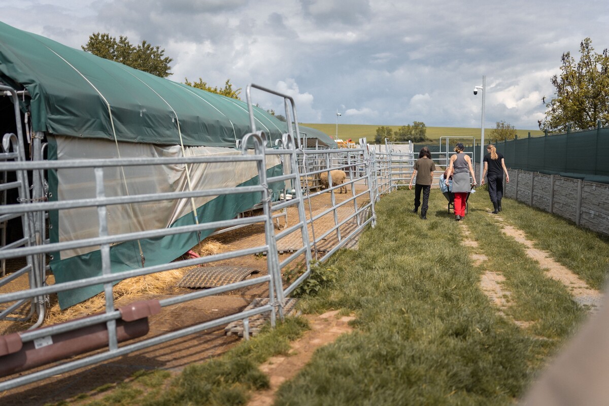 zvířata hendikep azylový dům kočka pes slepice prase útulek tibet