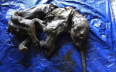 Splněný sen paleontologů: Zlatokop v Kanadě objevil unikátně zachovalou mumii mládětě mamuta.