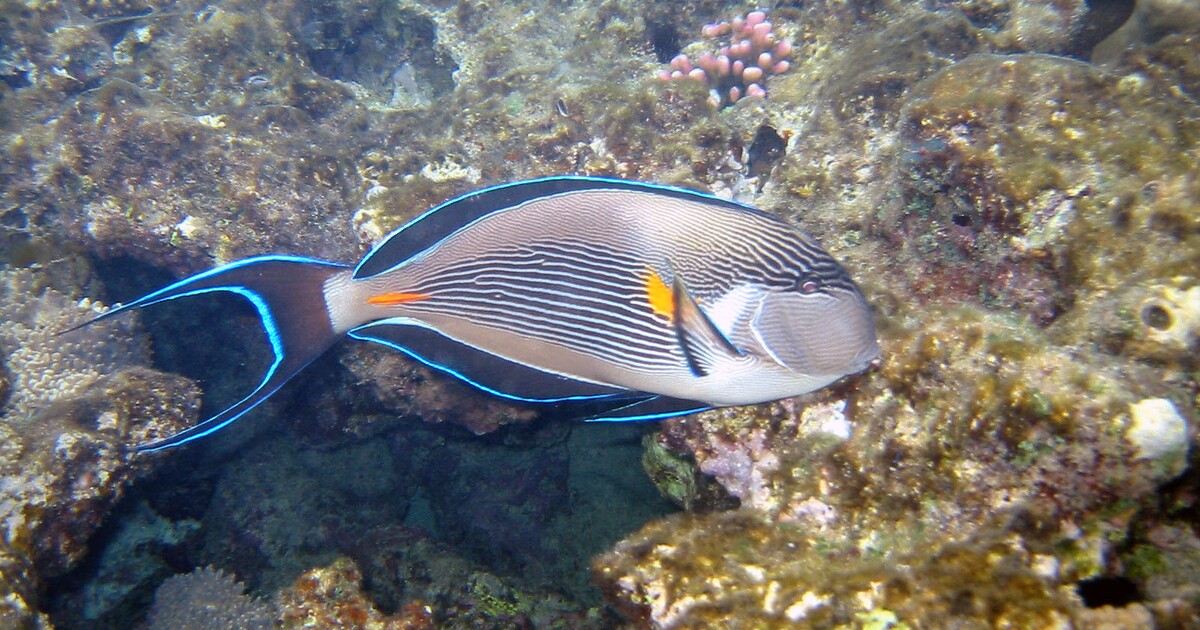Na turisty v Egyptě nově útočí agresivní ryba. Největším problémem už nejsou žraloci, tady si dej velký pozor