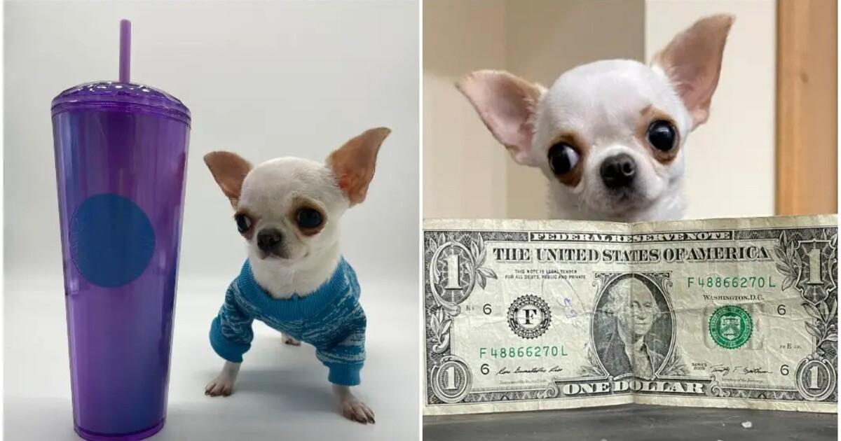 Akorát do kapsy. Čivava Pearl je nejmenší pes na světě, je dlouhá jako dolarová bankovka