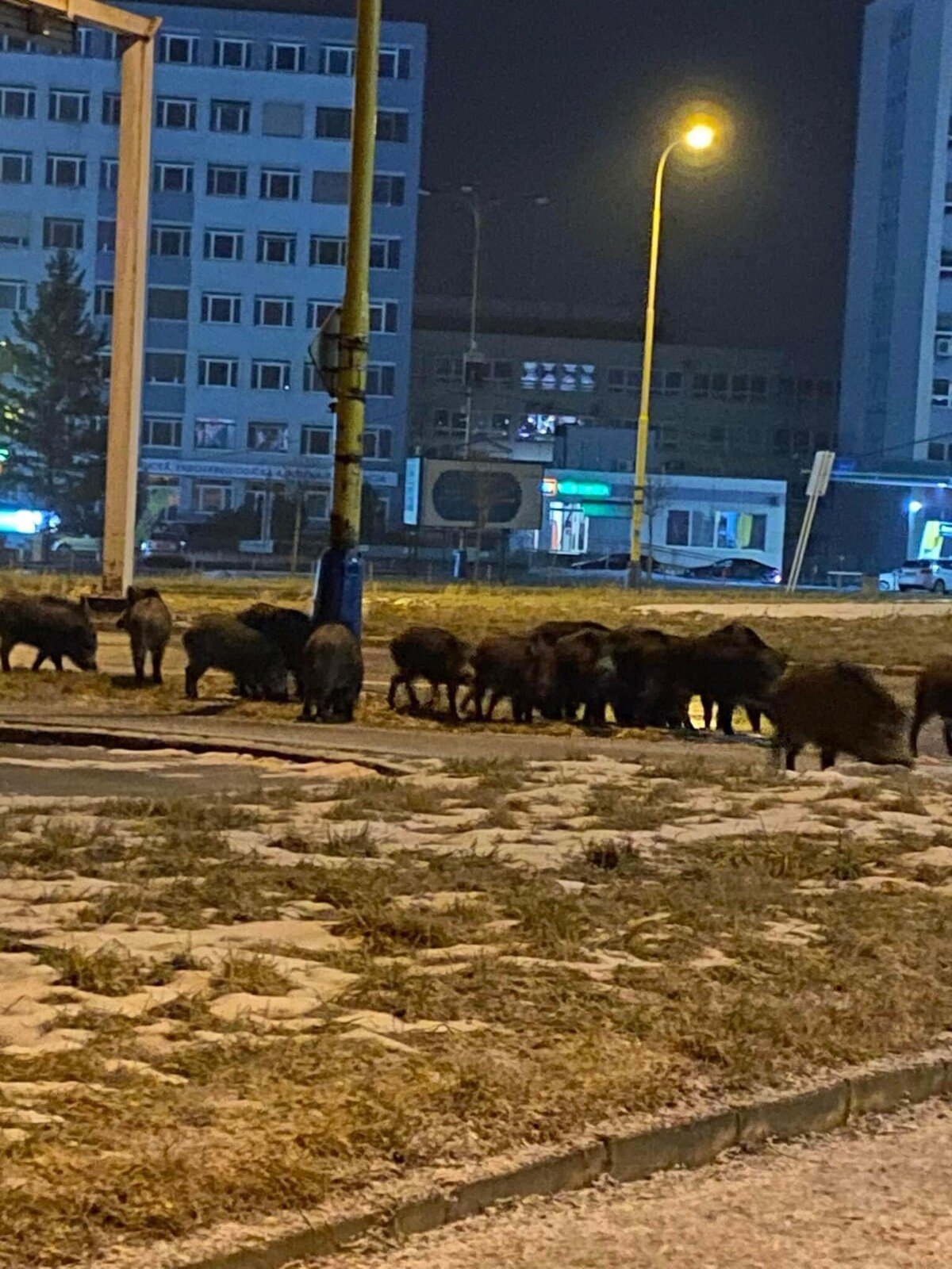 Fotka zachytávajúca stádo diviakov. 