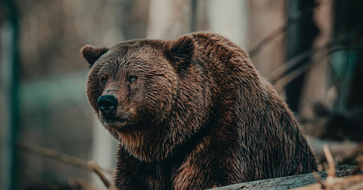 Mapa výskytu medvědů na Slovensku: Podívej se, kde můžeš na dovolené narazit na medvěda hnědého