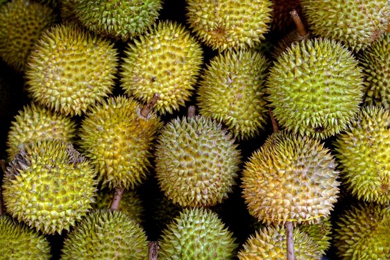 Ovoce zvané durian je považované za lahůdku, ale i za jedno z nejsmradlavějších jídel na světě. Víš, odkud pochází?