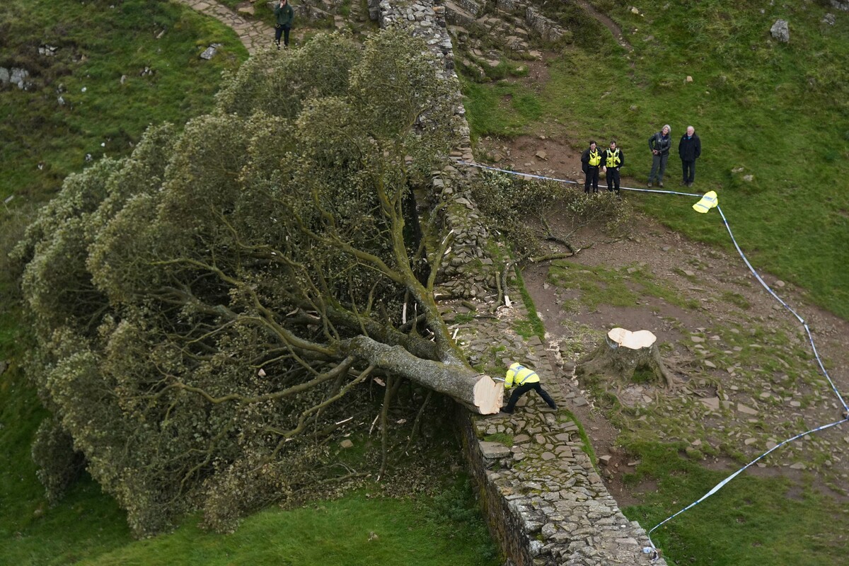 javor, Sycamore Gap