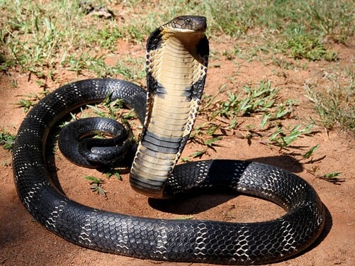 Kobra královská je pravděpodobně nejdelším jedovatým hadem na světě, může dorůstat až do délky 5,85 metru. Víš, ve které zemi je jedním z národních symbolů?