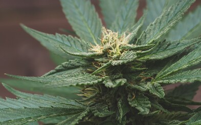 CBD pravdepodobne zostane v zozname psychotropných látok, slová Svetovej zdravotníckej organizácie poslancom nestačia CBD pravdepodobne zostane v zozname psychotropných látok, slová Svetovej zdravotníckej organizácie poslancom nestačia