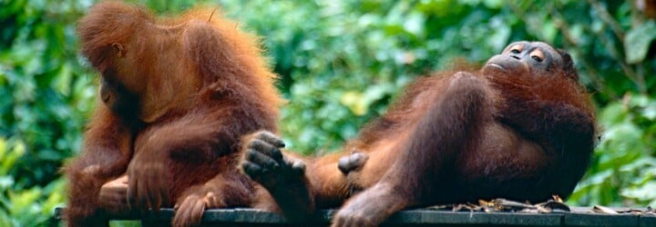 Denně kvůli lidem umře zhruba 25 orangutanů. Výrobce Orea za 2 roky zničil 25 000 hektarů jejich pralesů