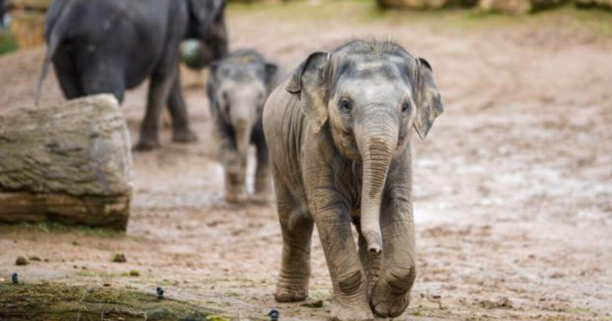 Do zoo za stovku. Pražská zahrada na Vánoce zlevňuje vstupné
