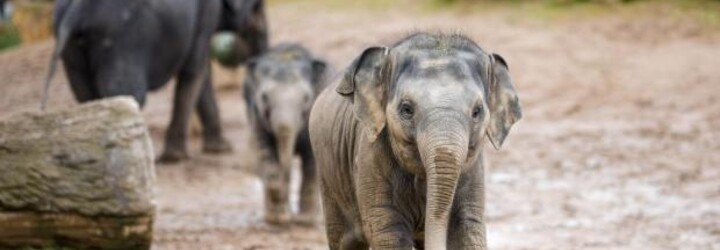 Zoo Praha smutní. Slůňátko Amalee zemřelo na sloní herpes