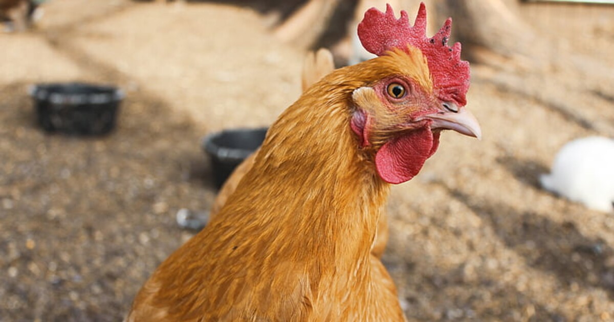 VIDEO: Chyba v matrixu. Žena natočila slepice ztuhlé jako sochy, důvod jejich chování zjistila později