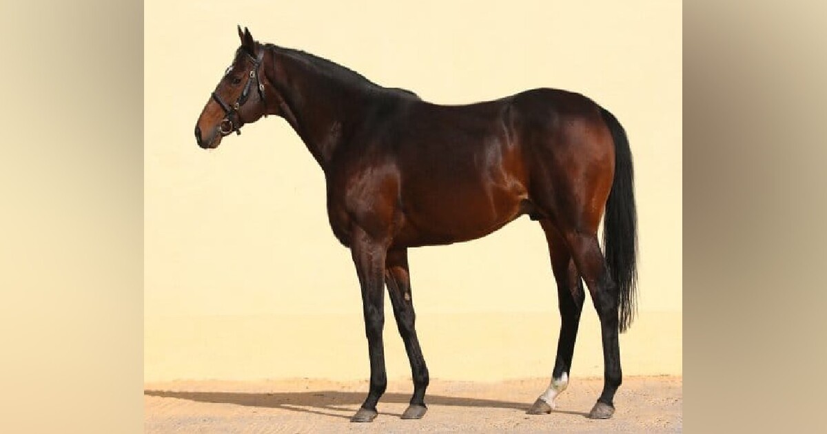 Hledá se kůň čečenského vůdce Kadyrova. Zmizel ze stáje na Roudnicku