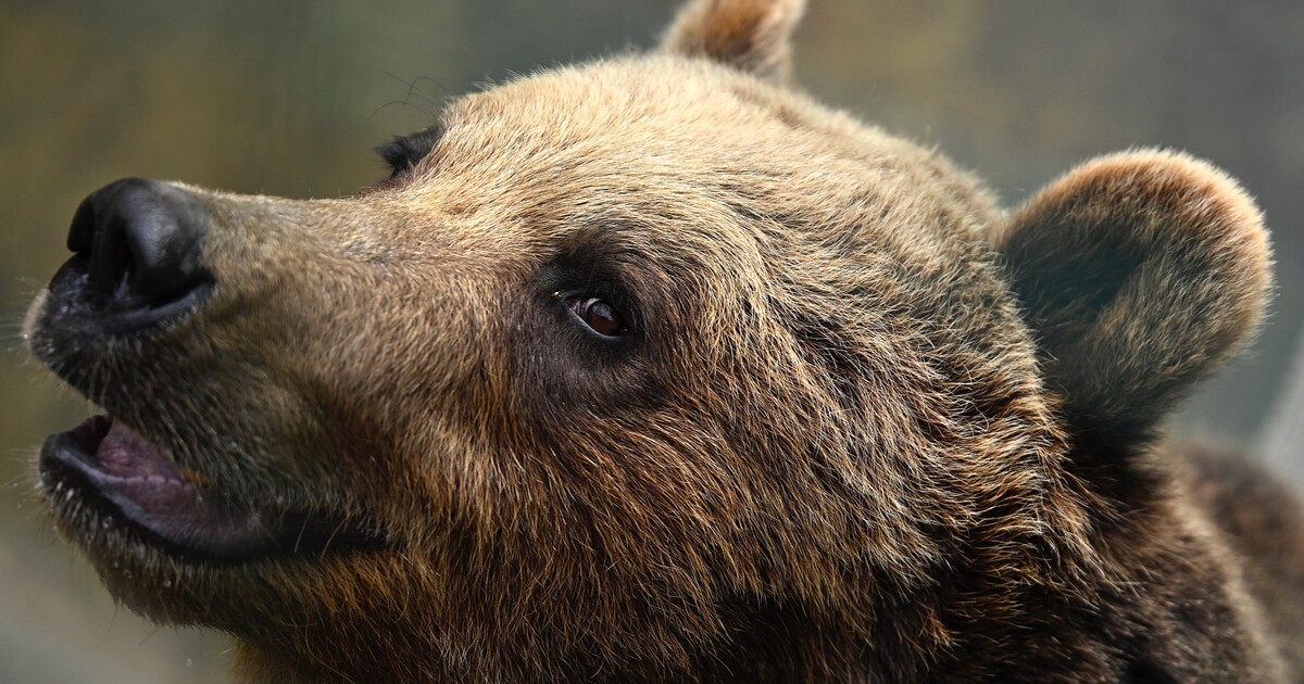 V lese na Vsetínsku se objevil medvěd. Prošel jen pár metrů od lesního dělníka