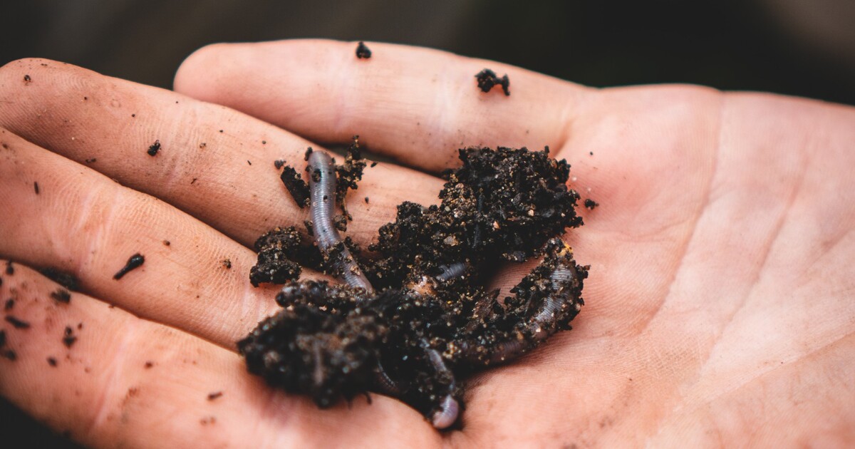 Červi mají pod vlivem marihuany stejnou chuť na nezdravé potraviny jako lidé. Tento hmyz by nám mohl pomoci ve výzkumu