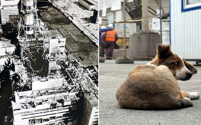 Černobylská elektrárna vybuchla přesně před 34 lety, v jejím okolí je stále živo. Můžeš si dokonce adoptovat štěně (Rozhovor)