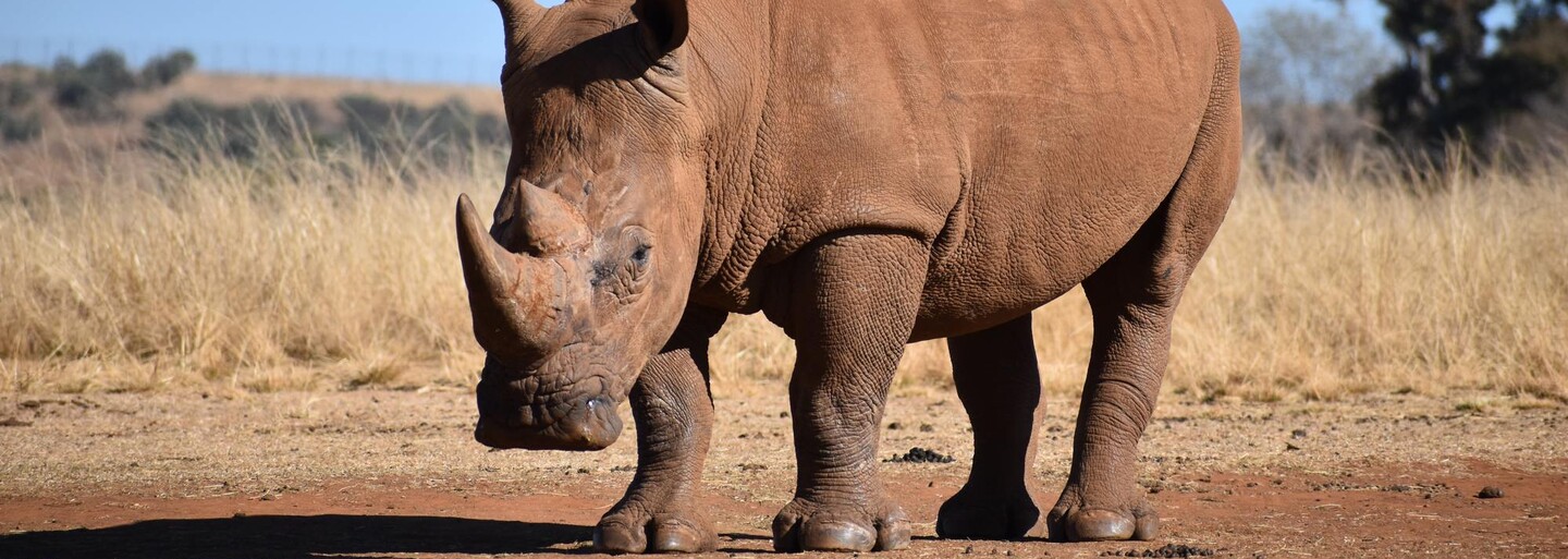 Česká zoo poslala do Afriky přes sto ohrožených druhů nosorožců, antilop a dalších zvířat
