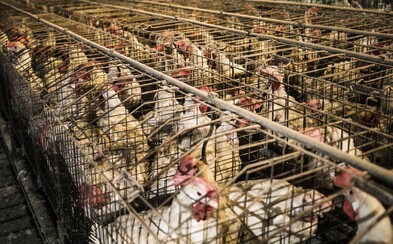 České pobočky Lidlu přestanou prodávat vejce z klecových chovů České pobočky Lidlu přestanou prodávat vejce z klecových chovů