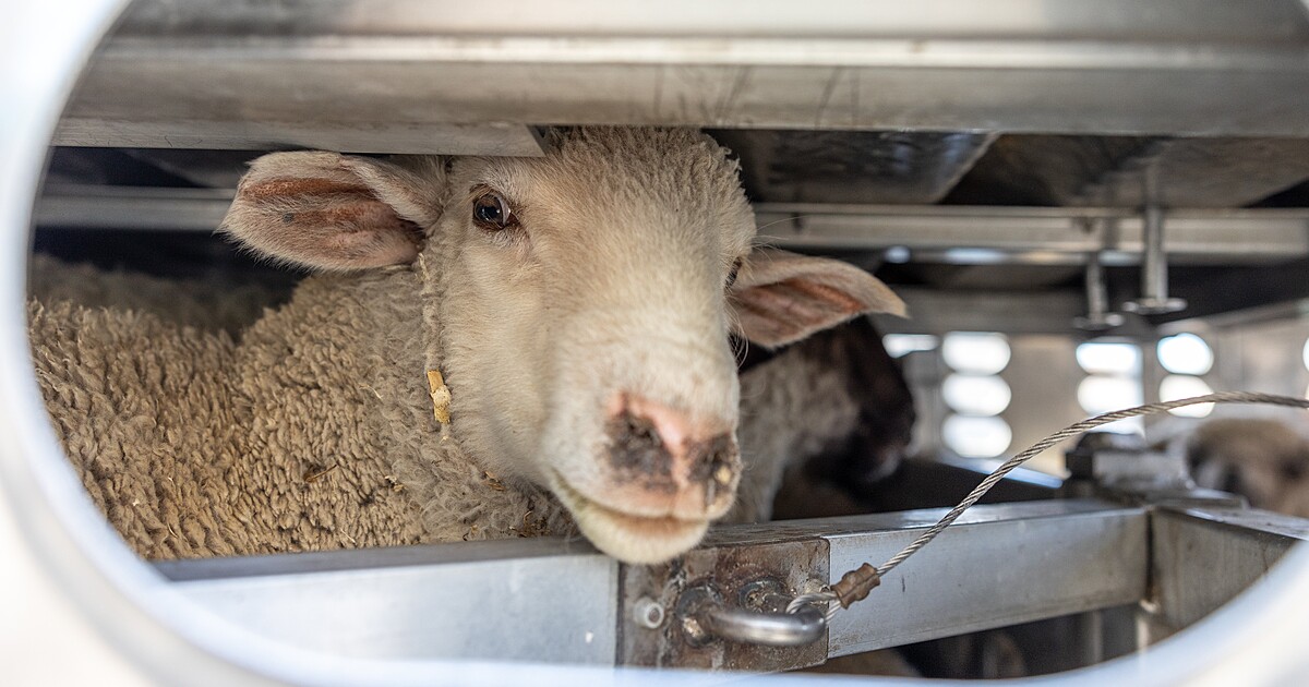 VIDEO: Namačkaná, vyčerpaná a žíznivá. Takto vypadají děsivé transporty zvířat z Česka
