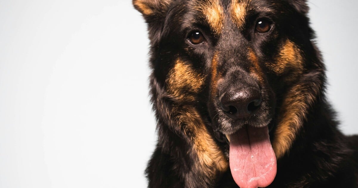 Toto jsou nejoblíbenější jména psů. Najdeš tu i svého mazlíčka?