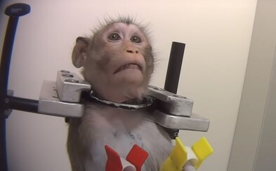 Chemikálie im tu spôsobovali vykrvácanie i smrť. Hrozivé laboratórium s týranými zvieratami konečne zatvorili Chemikálie im tu spôsobovali vykrvácanie i smrť. Hrozivé laboratórium s týranými zvieratami konečne zatvorili
