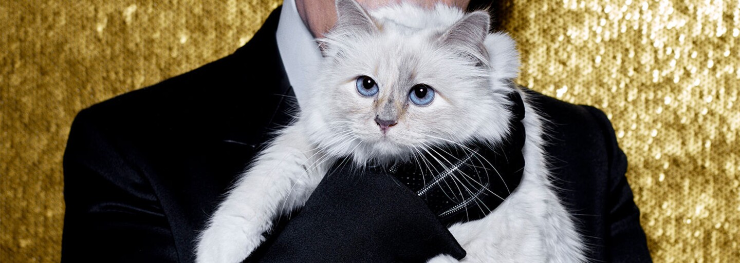 Choupette Lagerfeld je najbohatšia a najznámejšia mačka vo svete módy. Okrem luxusného života má aj osobného šoféra či bodyguarda