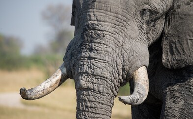 Čína zakázala obchod se slonovinou. Ohroženého druhu je na světě už jen pár set tisíc Čína zakázala obchod se slonovinou. Ohroženého druhu je na světě už jen pár set tisíc