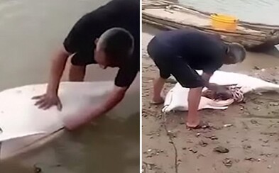 Číňan vytiahol z vody vzácneho bieleho delfína, aby ho mohol vypitvať. Priviazal ho o loď a dotiahol na pláž, ale už ho má v rukách polícia Číňan vytiahol z vody vzácneho bieleho delfína, aby ho mohol vypitvať. Priviazal ho o loď a dotiahol na pláž, ale už ho má v rukách polícia