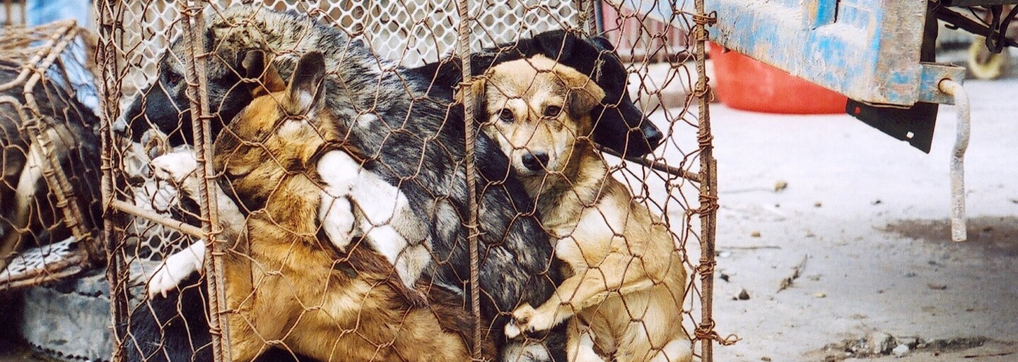 Čínská policie zachránila 386 psů mířících na „festival“ psího masa 
