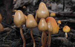 Colorado zlegalizovalo psychedelické houby. Využívat se budou i pro lékařské účely 