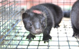 Covid-19 mutuje, nakazili se lidé na norkových farmách. Dánsko chce zabít více než 15 milionů chovaných zvířat