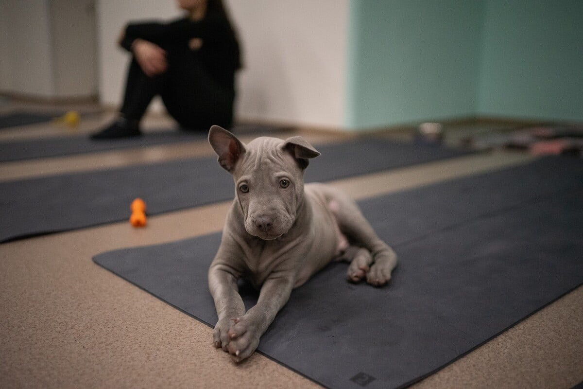 pets yoga prague