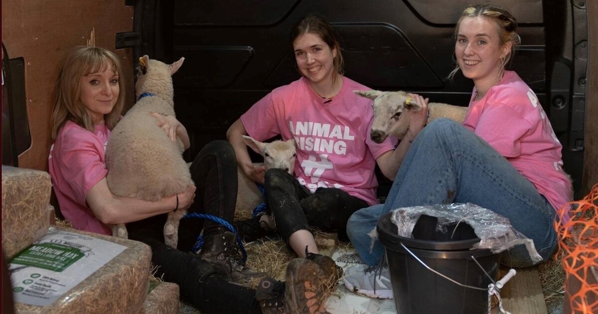 Aktivistky ukradly tři malá jehňátka z panství, které patří britskému králi Karlovi III. Bojují proti chovu zvířat na maso