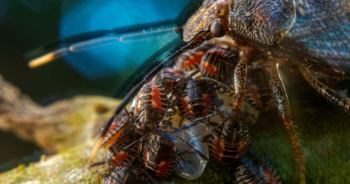 OBRAZEM: Unikátní záběry divoké přírody. Takhle vypadá hmyzí matka chránící vajíčka