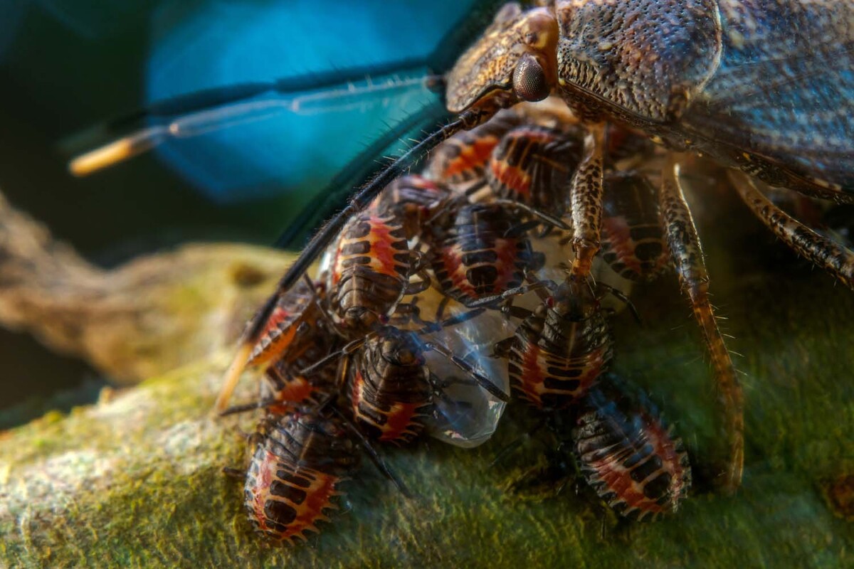 Celkovým vítězem se stal španělský fotograf Javier Aznar González de Rueda. Snímek ukazuje matku brouka s odborným názvem Antiteuchus tripterus, která chrání svá vajíčka a čerstvě vylíhlé larvy. Mateřský akt fotograf zachytil v ekvádorském národním parku Yasuní.