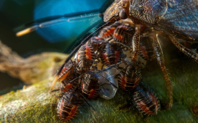 OBRAZEM: Unikátní záběry divoké přírody. Takhle vypadá hmyzí matka chránící vajíčka