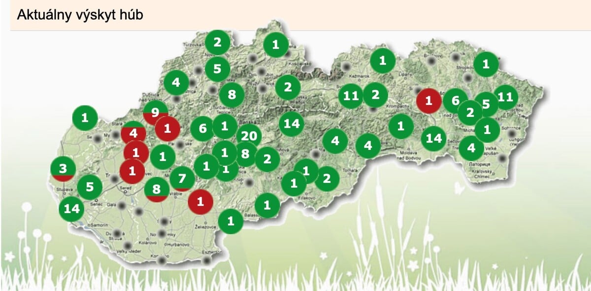 Interaktívna mapa zobrazuje dve farby, a to červenú a zelenú. Červená farba zobrazuje počet hlásení od hubárov a zelená rast húb v danej oblasti.