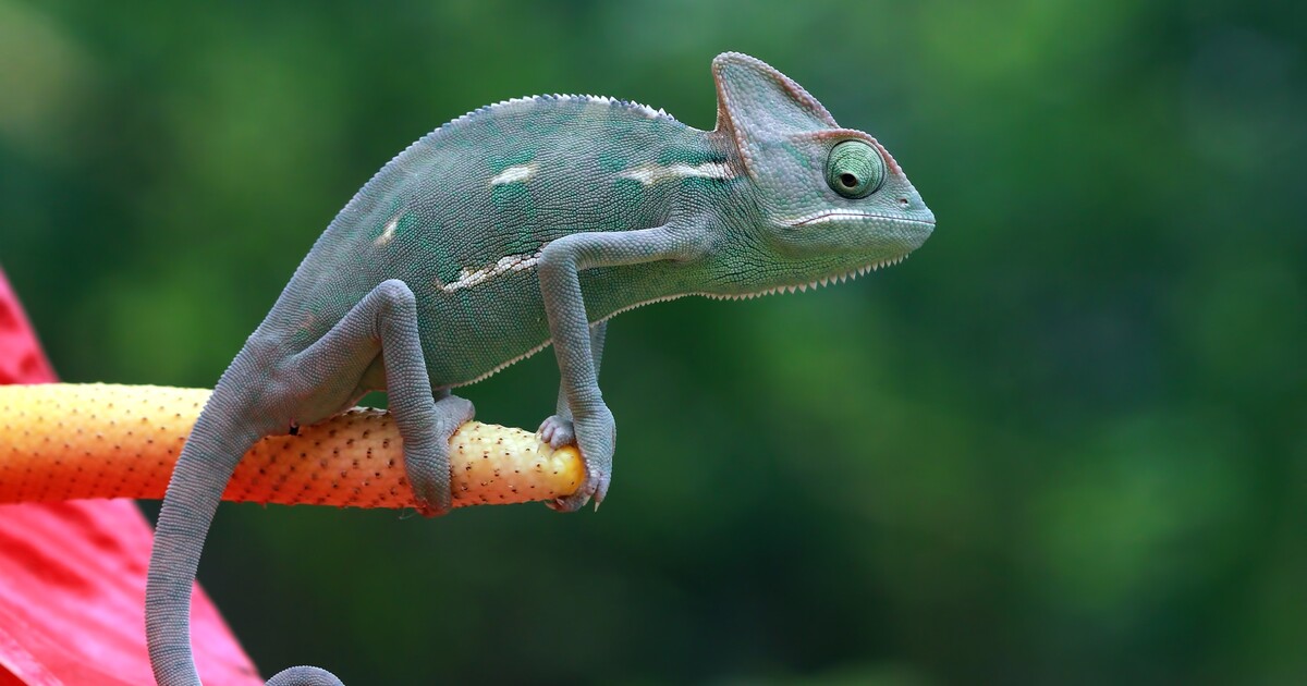 KVÍZ: Znáš tato fascinující fakta o zvířatech? Některá dokáží žít bez těla nebo bez hlavy