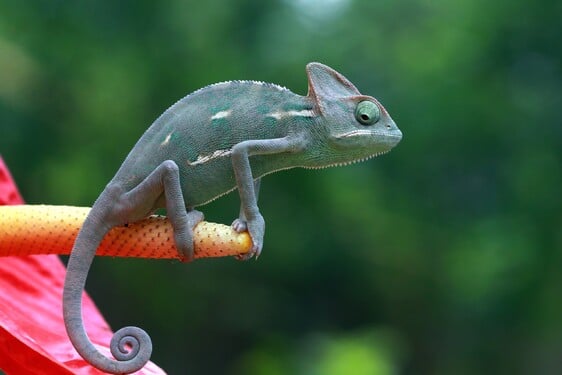 Proč chameleoni mění svou barvu?