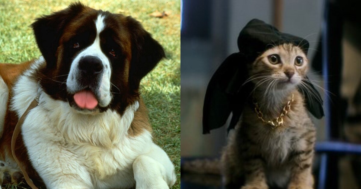 KVÍZ: Poznáš slavné filmové pejsky a kočičky?