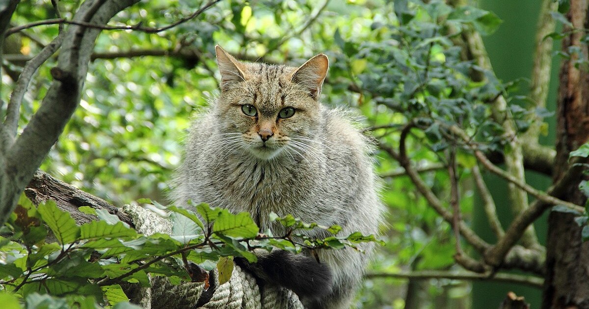 Děti, kdo zabije víc divokých koček, dostane odměnu. Toto je opravdová soutěž na Novém Zélandu