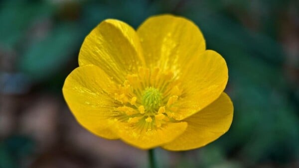 Latinský název „ranunculus“ pochází z latinského slova „rana“. Mnohé druhy této rostliny jsou totiž mokřadní. Jak se nazývá?