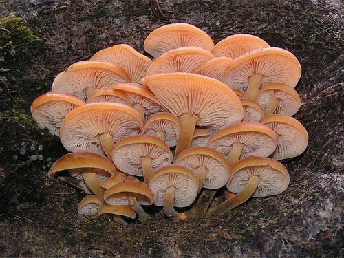 Co tahle houba rostoucí ve skupinách obvykle ze stromu?