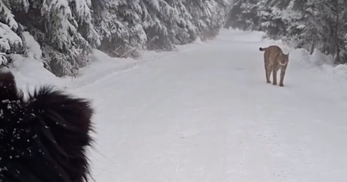 VIDEO: Muž v Tatrách zachytil setkání s rysem. Šelma se nebezpečně přiblížila k jeho psovi