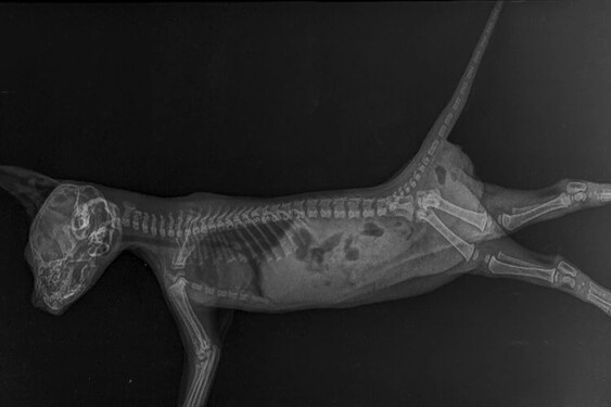 Poznáš tohle rentgenové zvířátko?