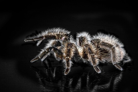 Koľko rokov sa v priemere dožíva tarantula?