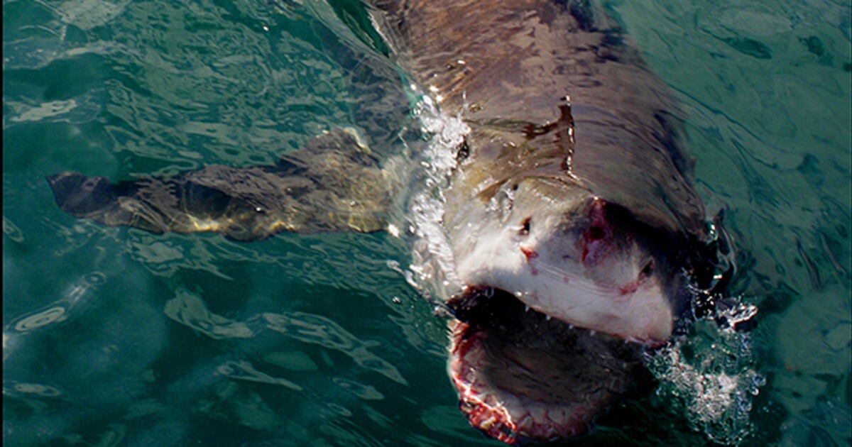 Žraloci zaútočili na štáb Netflixu. Stejný druh zabíjel v egyptské Hurghadě
