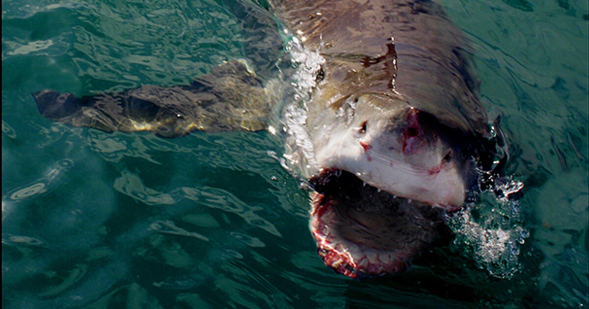 V Egyptě opět útočil žralok. Žena si ho spletla s tuňákem