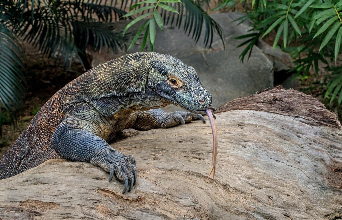 varan komodský, komodský drak, ještěr