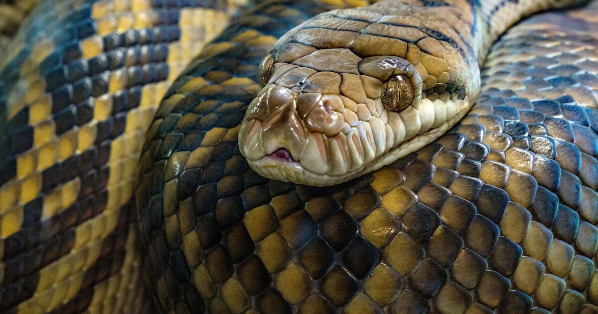 Praha: Muž s hady na kolečkách prchal před policií